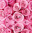 Фотообои Розовые розы (Тула) 1960х2010мм