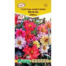Семена Георгина изменчивая "Мулатка" смесь (Евросемена) 20шт